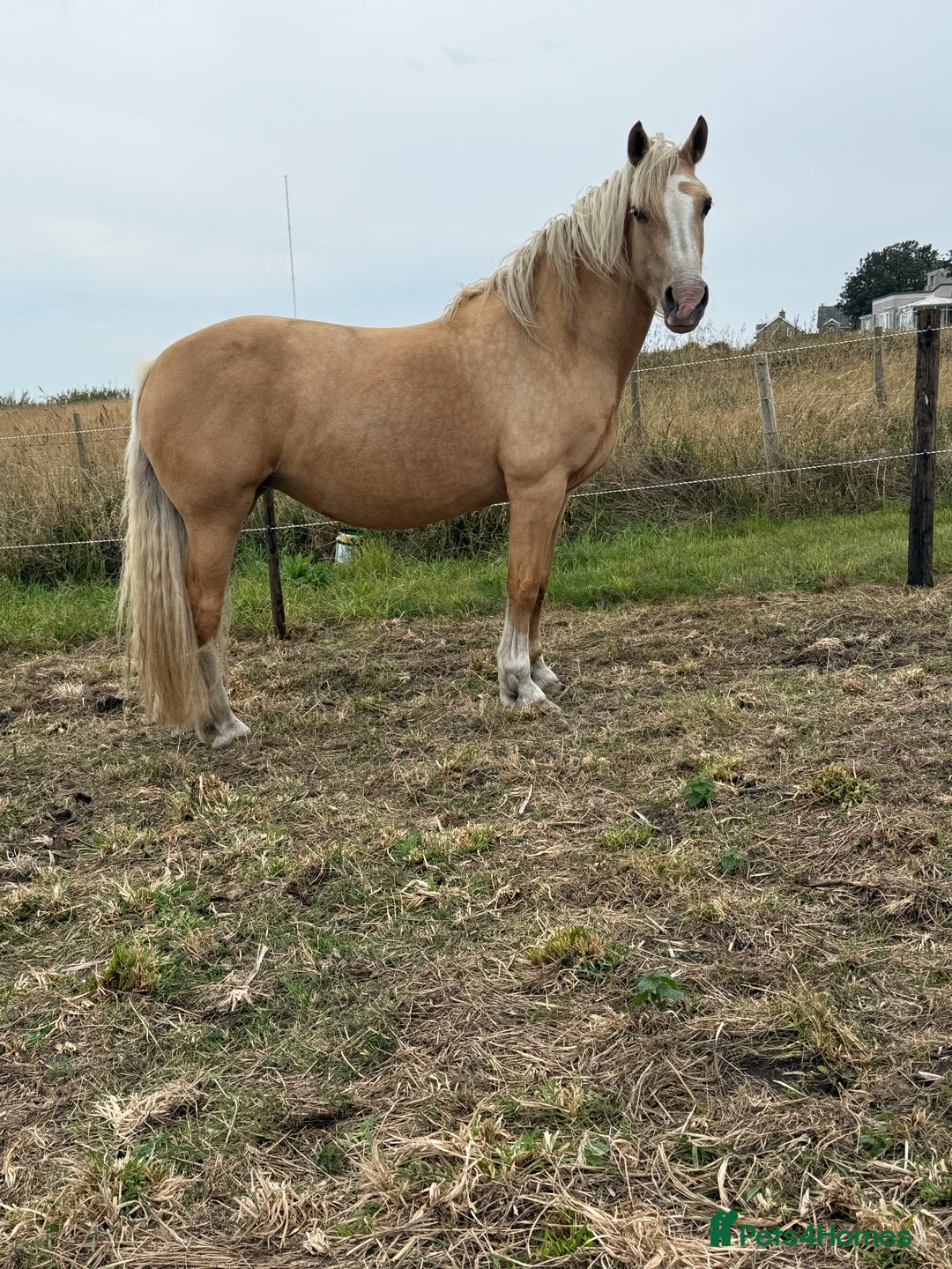 Welsh Section D horses for sale: 🐴14.3h Welsh section d palomino mare 🐴  - Advert 2