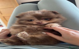 Pomeranian dogs for sale: Ready in 3 weeks! Two Beautiful teddy bear faces🐻 - Advert 18