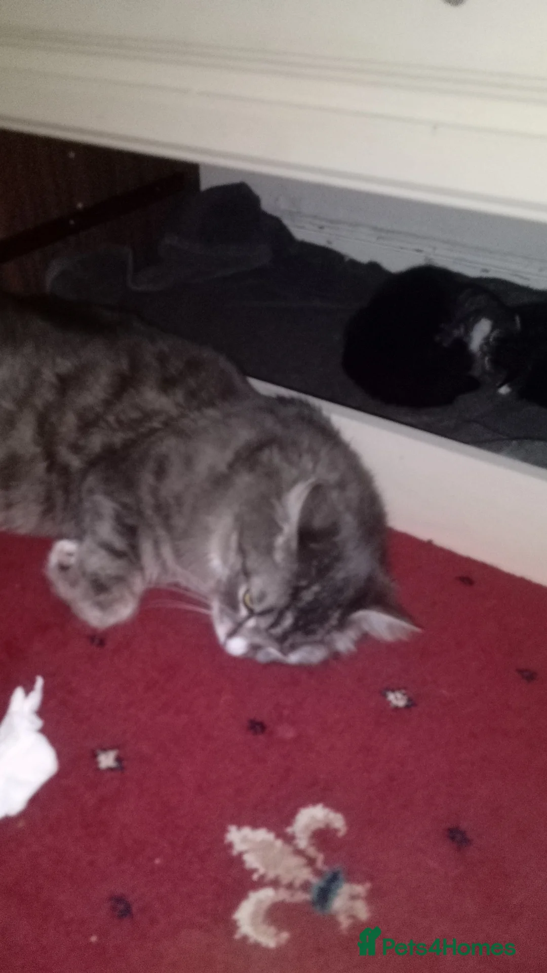 Maine Coon cats for sale: Maine coon x siberian kittens - Advert 2