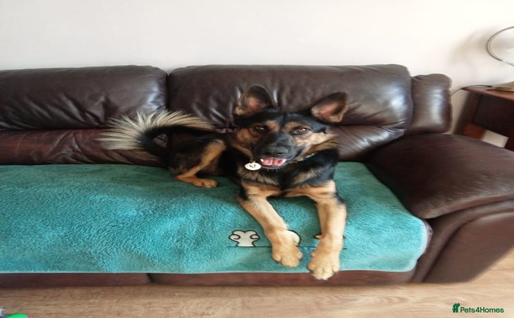 Mixed Breed dogs - Advert 1