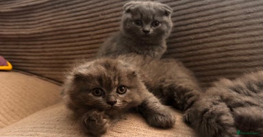 Scottish Fold cats - Advert 12