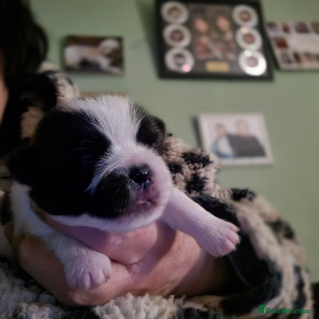 Malshi dogs for sale: 2 female malshi pups  - Advert 11