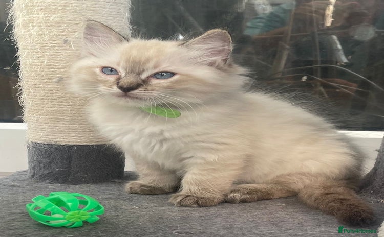 Ragdoll cats - Advert 16