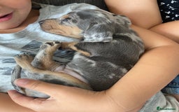 Miniature Dachshund dogs for sale: Beautiful miniature dachshunds  - Image 4