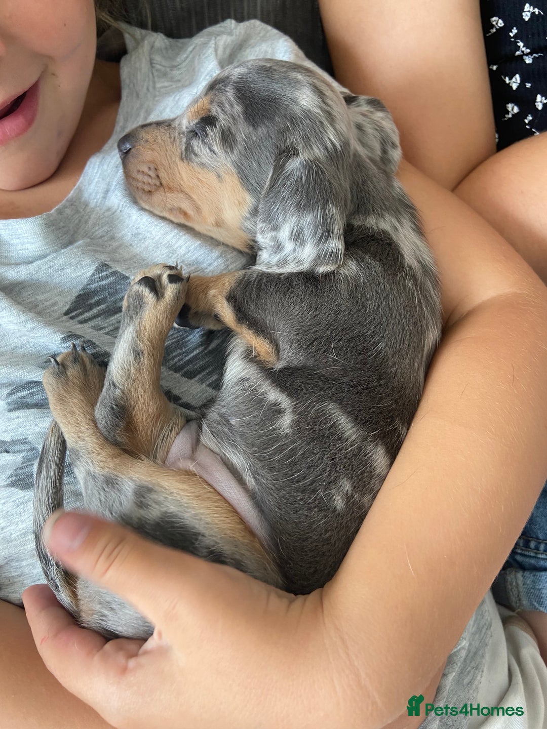 Miniature Dachshund dogs for sale: Beautiful miniature dachshunds  - Image 4