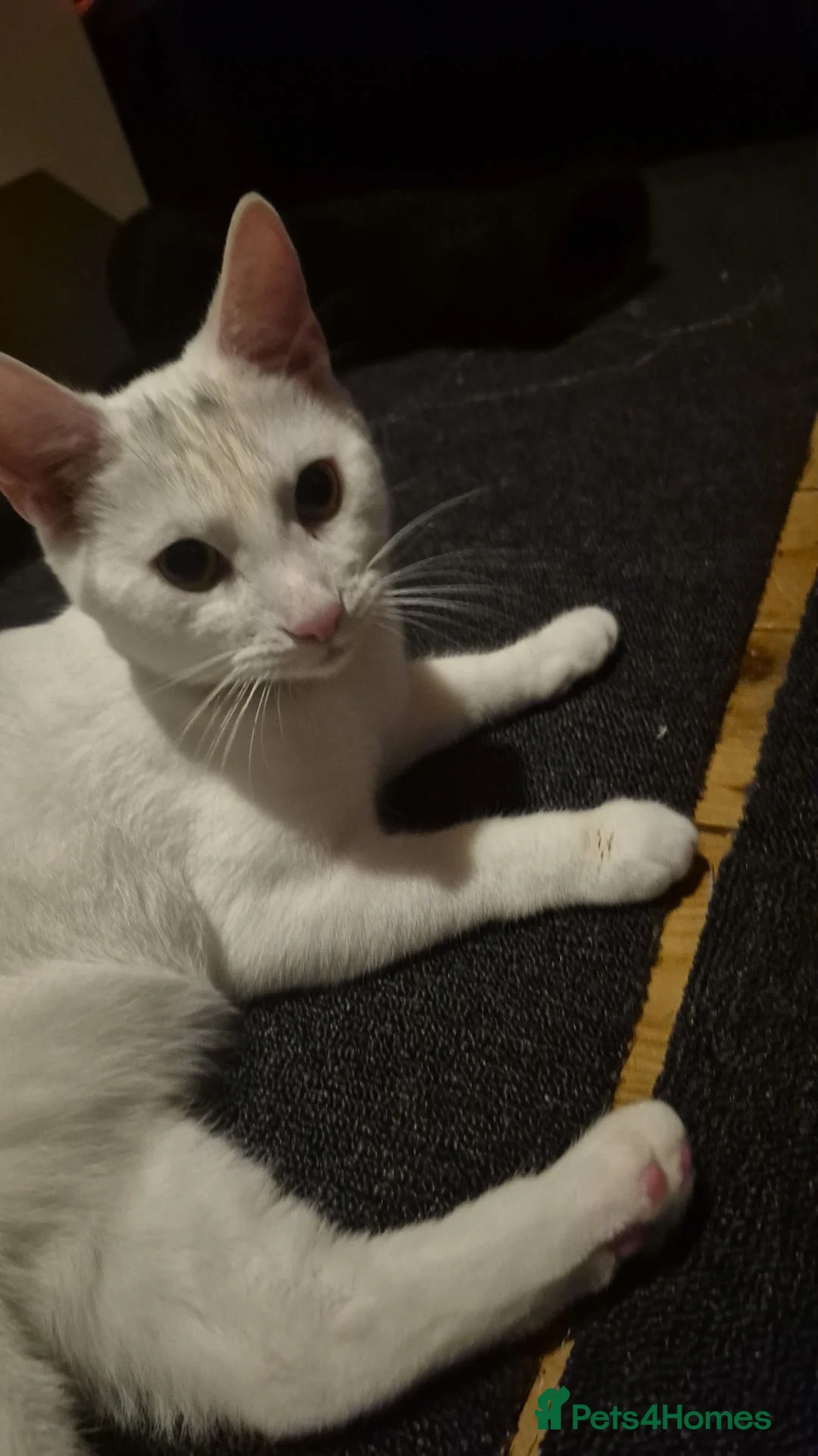 British Shorthair cats for sale: Mystic - Advert 1