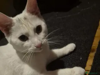 British Shorthair cats Mystic - Advert 1