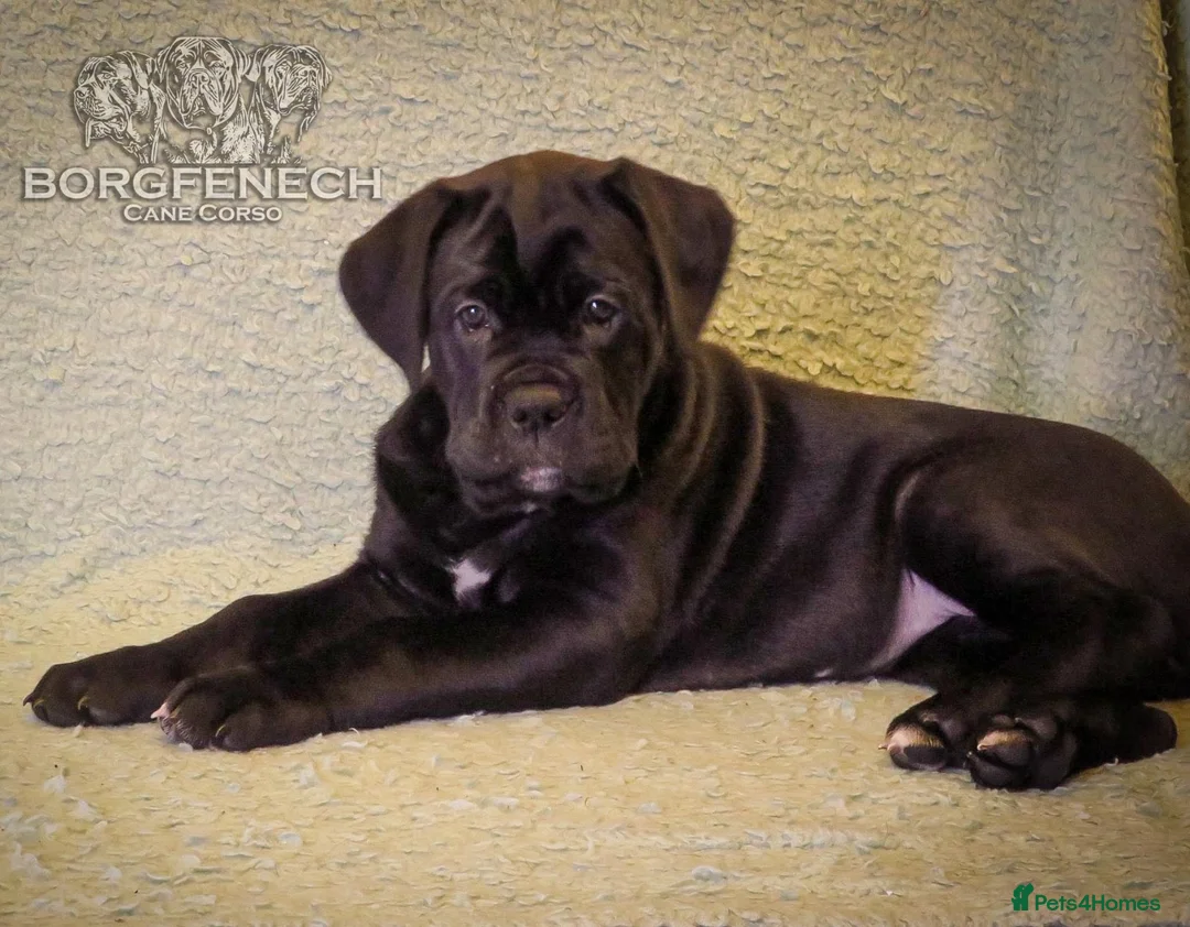 Cane Corso dogs for sale:  Health-Tested Cane Corso Puppies 🐾 - Advert 11