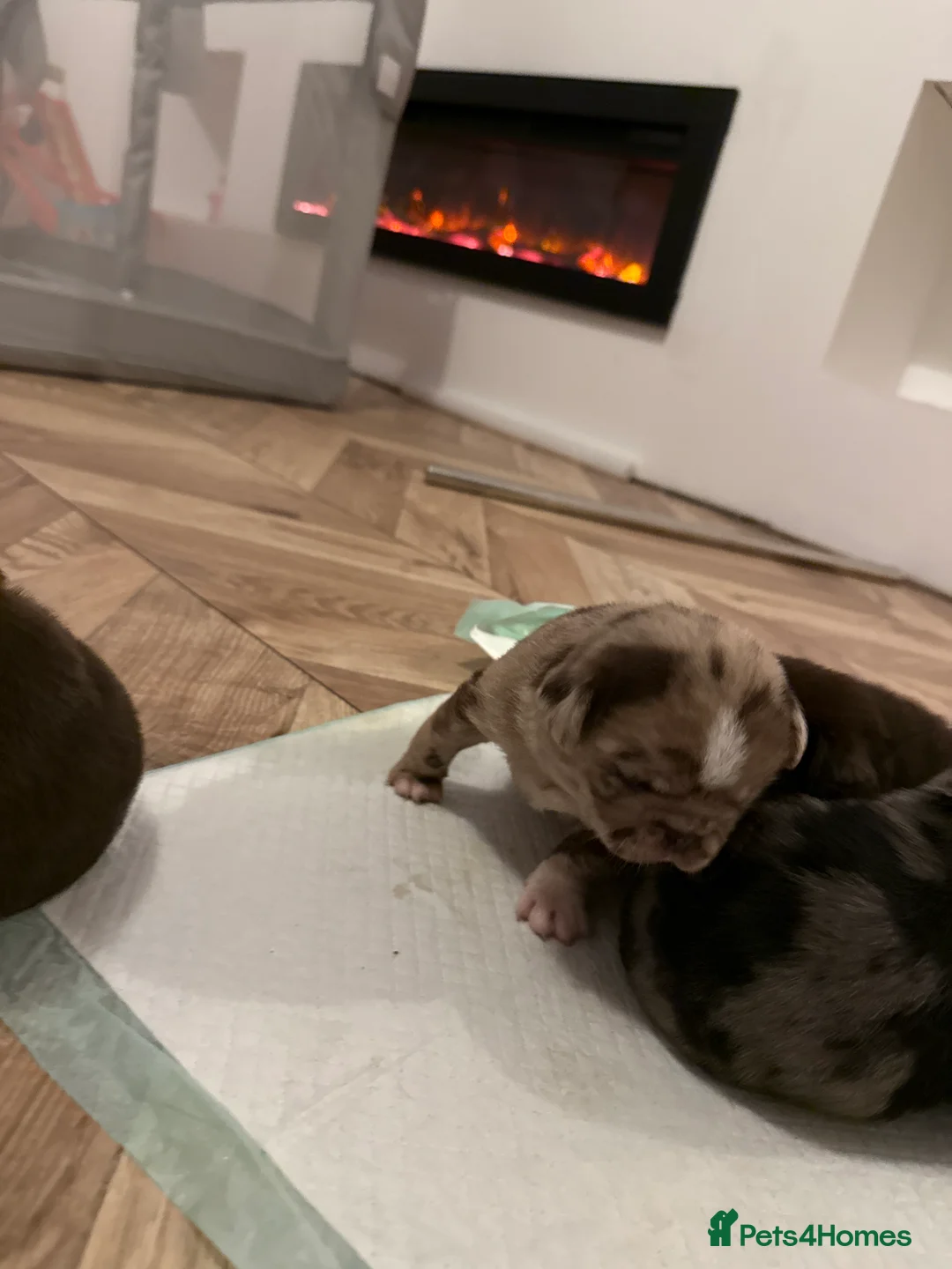 Pug dogs for sale: Merle pugs  - Advert 14