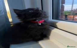 RagaMuffin cats for sale: Ragamuffin kittens  - Image 18