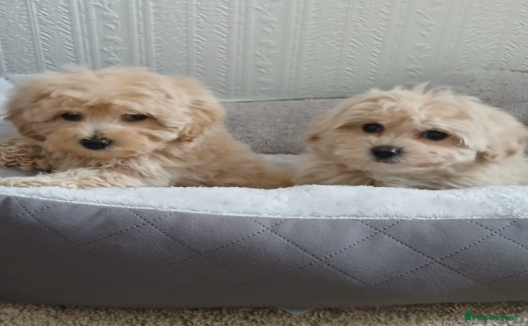 Maltipoo dogs - Advert 3