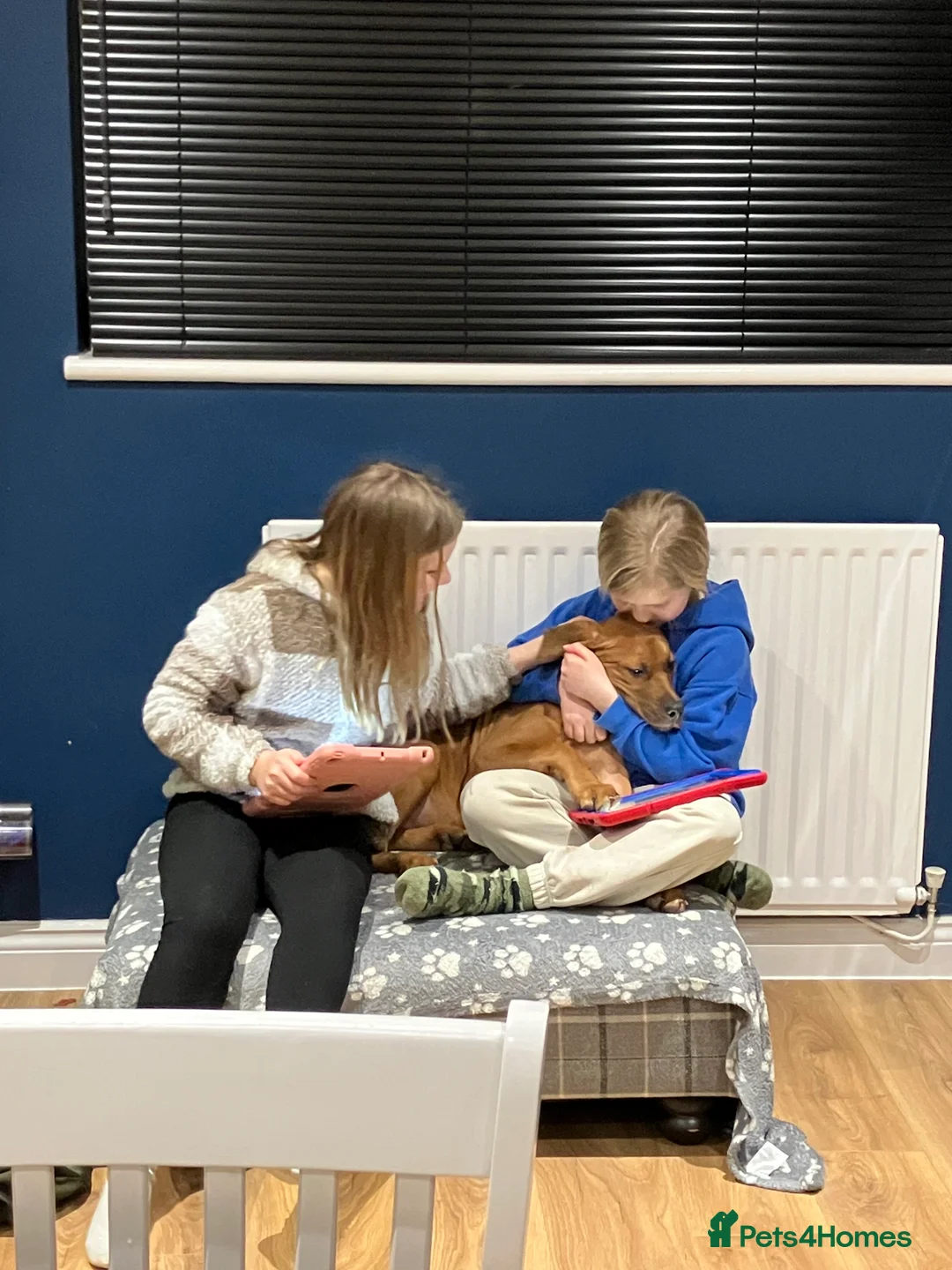 Mixed Breed dogs for sale: 7 month old Doberman cross cane corso in Telford - Advert 2