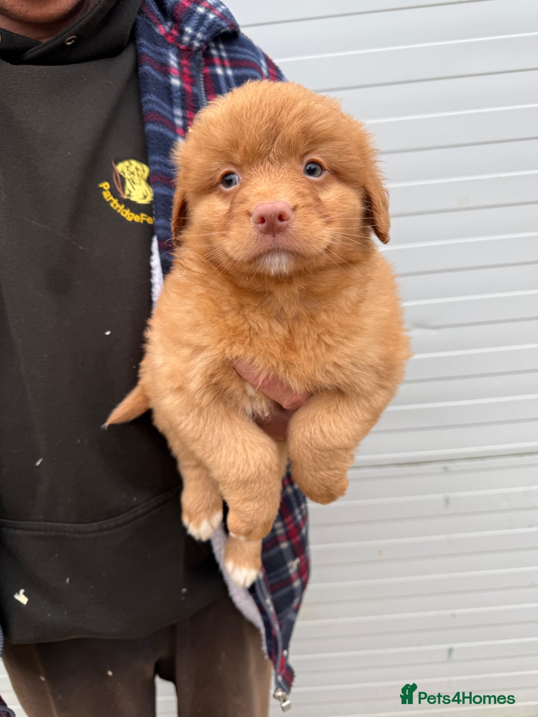 Nova Scotia Duck Tolling Retriever dogs for sale: Beautiful Kc registered nova scotias puppies  - Advert 7