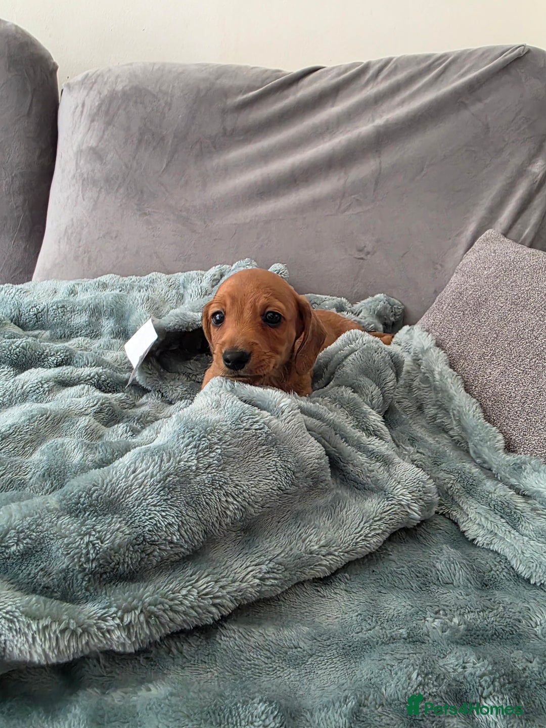 Miniature Dachshund dogs for sale: Sausage-shaped bundles of joy ❤️🌭 - Image 4
