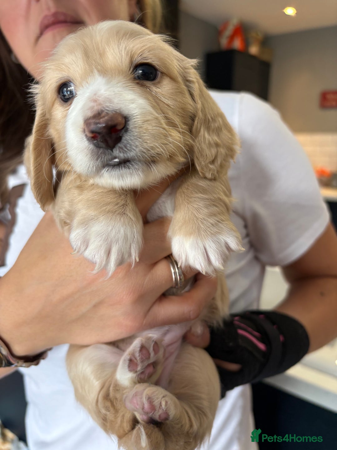 Miniature Dachshund dogs for sale: 5 Delicious Miniature Dachshund  - Image 5