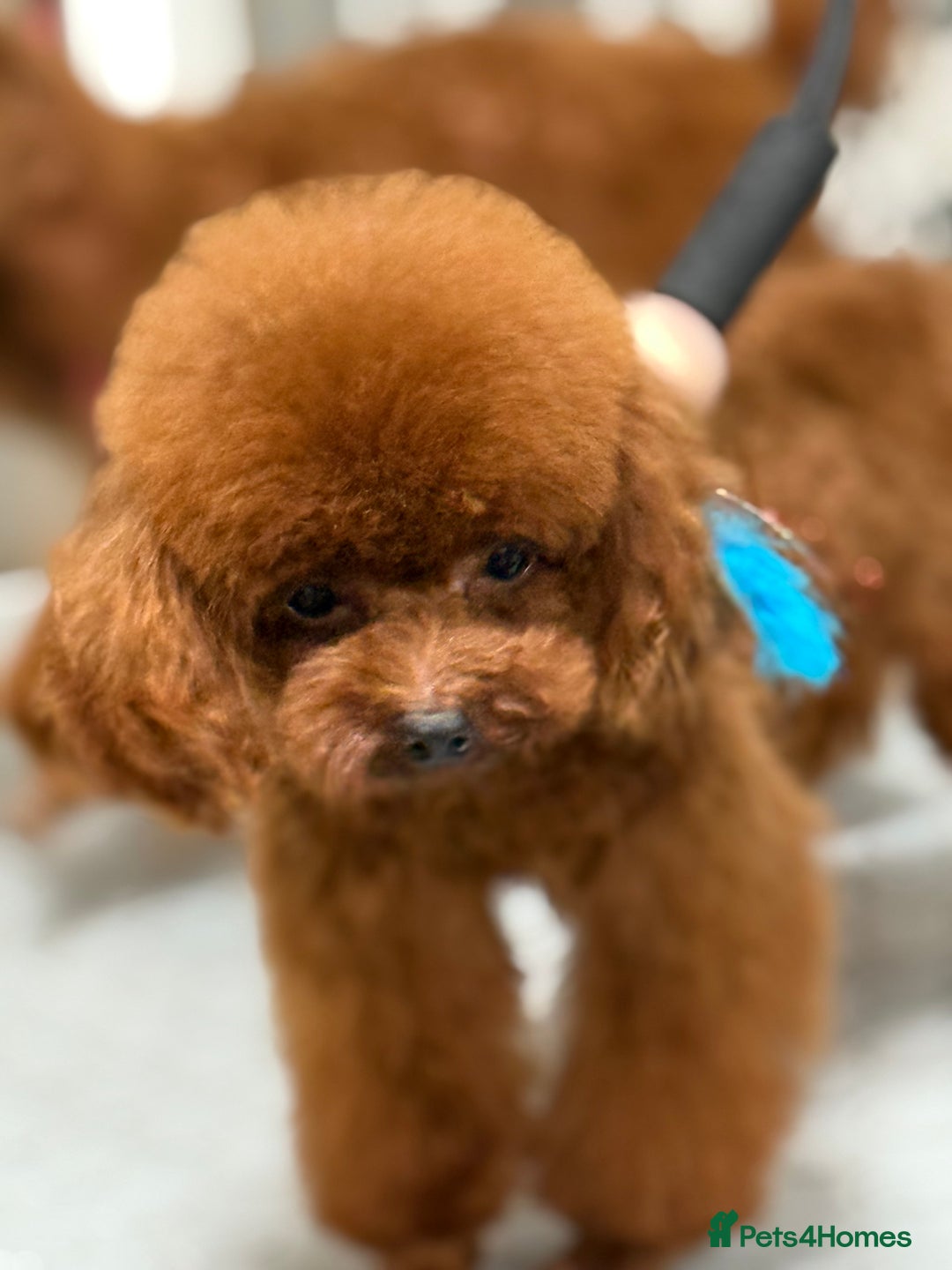 Poodle dogs for stud: Super tiny Asian boy 🧸for stud 🤩 - Image 7