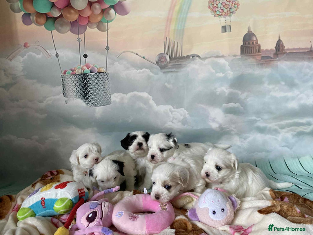 Malshi dogs for sale: Only 4 fantastic Malshi’s left - Image 5