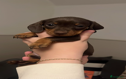 Miniature Dachshund dogs for sale: Miniature dachshunds READY for forever home 🐶🤎 - Image 9