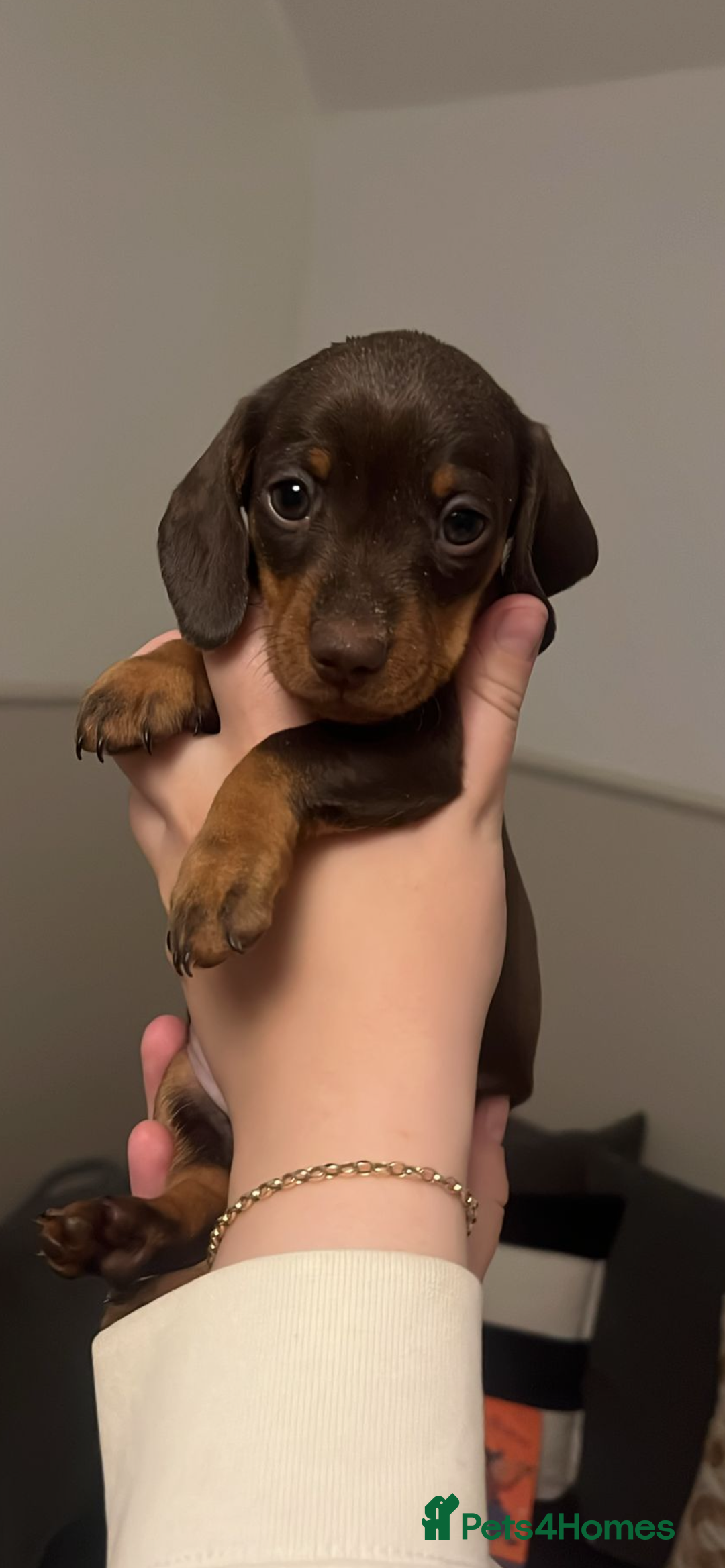 Miniature Dachshund dogs for sale: Miniature dachshunds READY for forever home 🐶🤎 - Image 9
