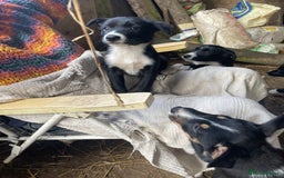 Border Collie dogs for sale: 4 x Female / 3 x Male Blue Merle & B/W Collies - Image 8