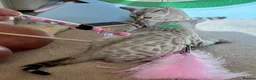 Bengal cats for sale: Seal Mink Male Bengal kittens in Grantham - Advert 4