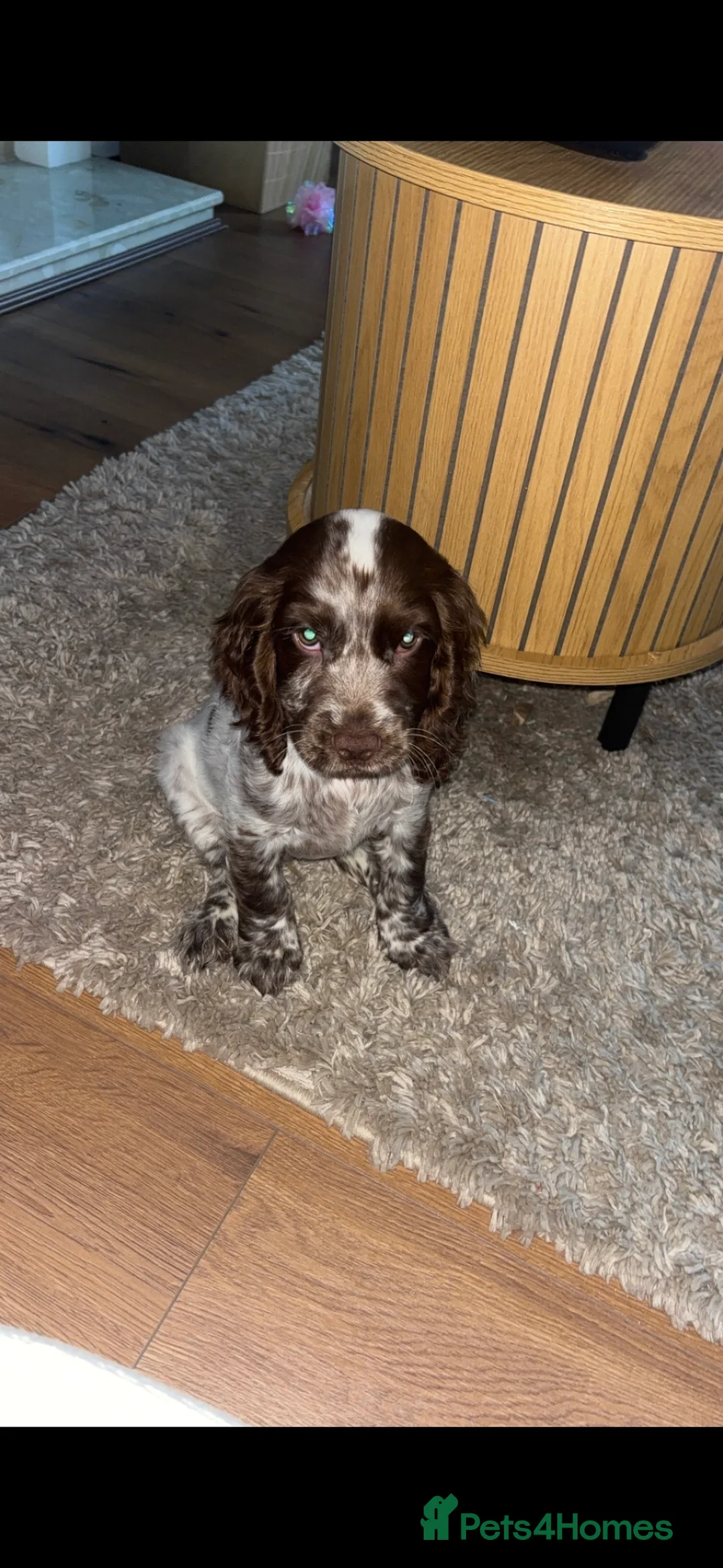 Cocker Spaniel dogs for sale: Cocker-spaniel 3Months  - Advert 1