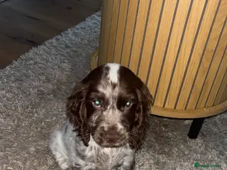 Cocker Spaniel dogs Cocker-spaniel 3Months - Advert 1