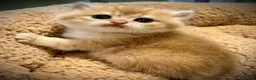 British Shorthair cats for sale: GCCF registered British shorthairs   - Advert 3
