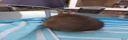 Netherland Dwarf rabbits for sale: Beautiful Netherland dwarfs babys  - Advert 2