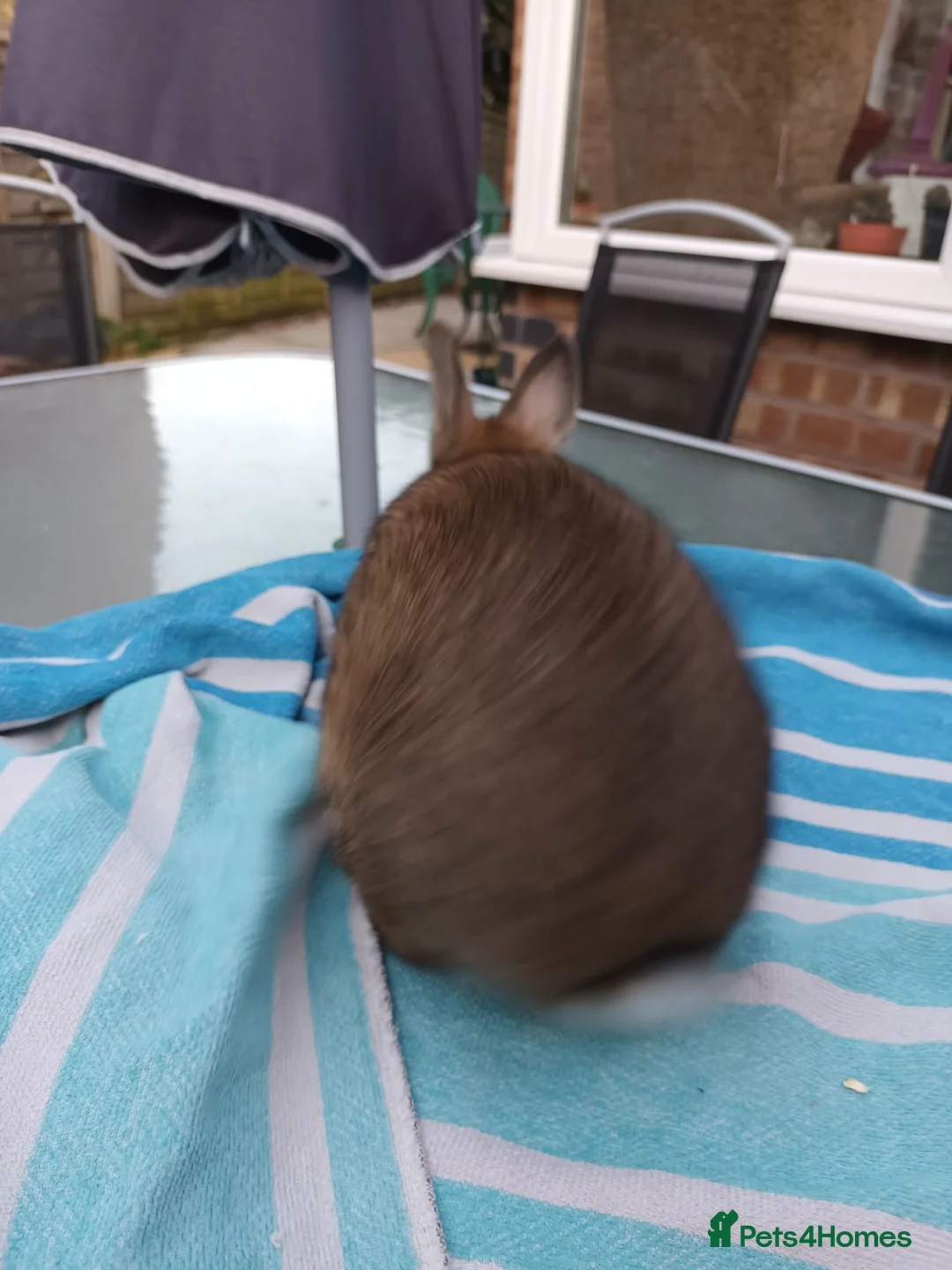 Netherland Dwarf rabbits for sale: Beautiful Netherland dwarfs babys  - Advert 2