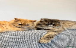 Munchkin cats for sale: 2 tiny legged rug hugger Persian munchkins - Image 24