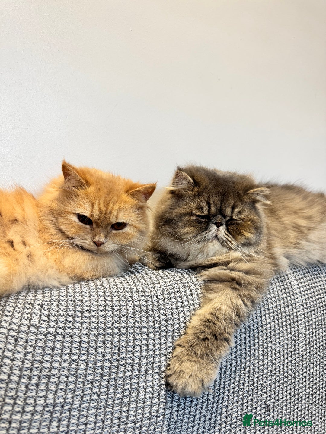 Munchkin cats for sale: 2 tiny legged rug hugger Persian munchkins - Image 24