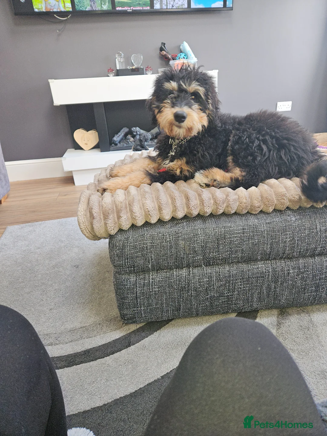 Bernedoodle dogs for sale: Beautiful bernadoodle tri phantom - Advert 6