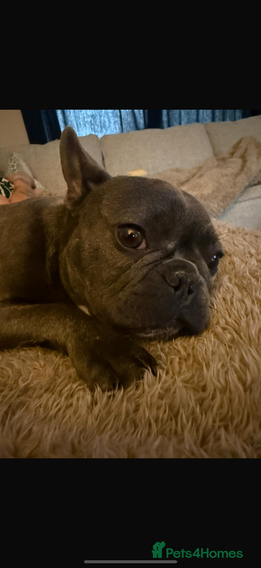 French Bulldog dogs for sale: 12 Month Old French Bulldog - Image 2
