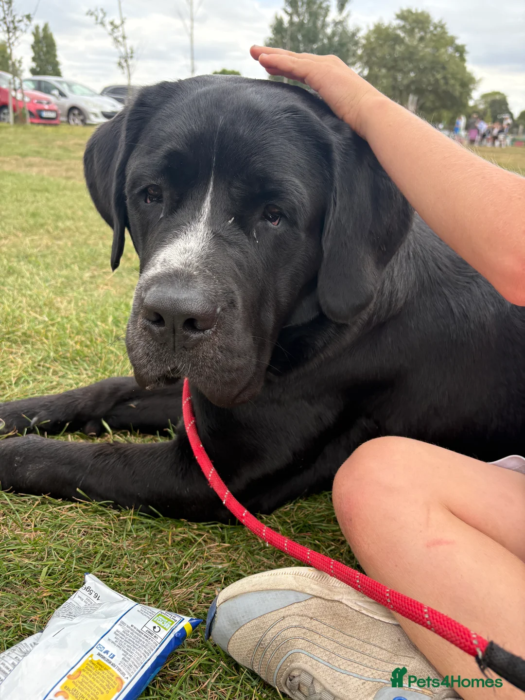 Mixed Breed dogs for sale: NO LITTER. REHOMING DOG - Advert 8