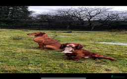 Labrador Retriever dogs for stud: KC REG FULLY HEALTH TESTED WORKING DARK RED STUD in Hawes - Image 19