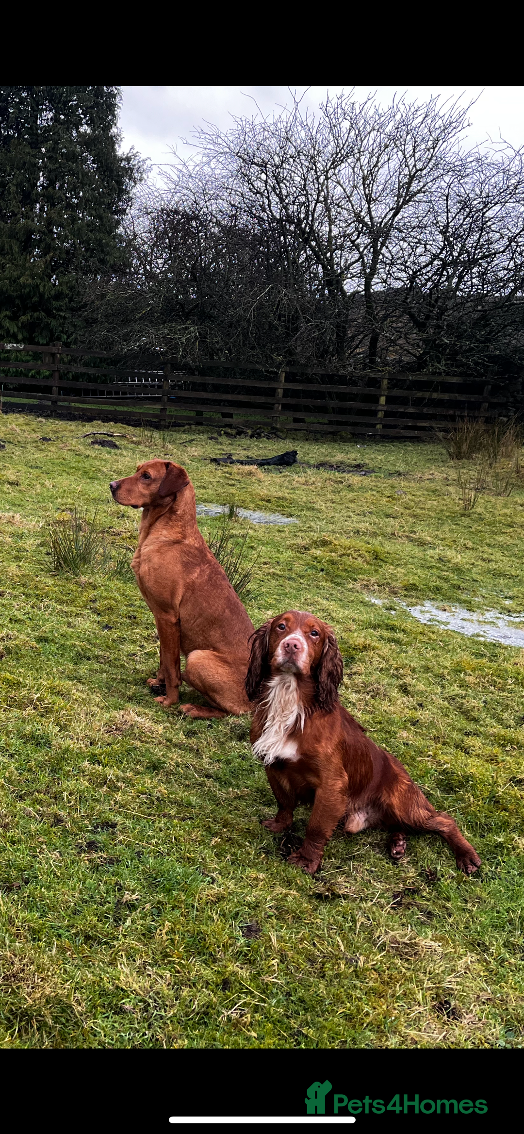 Labrador Retriever dogs for stud: KC REG FULLY HEALTH TESTED WORKING DARK RED STUD in Hawes - Image 19