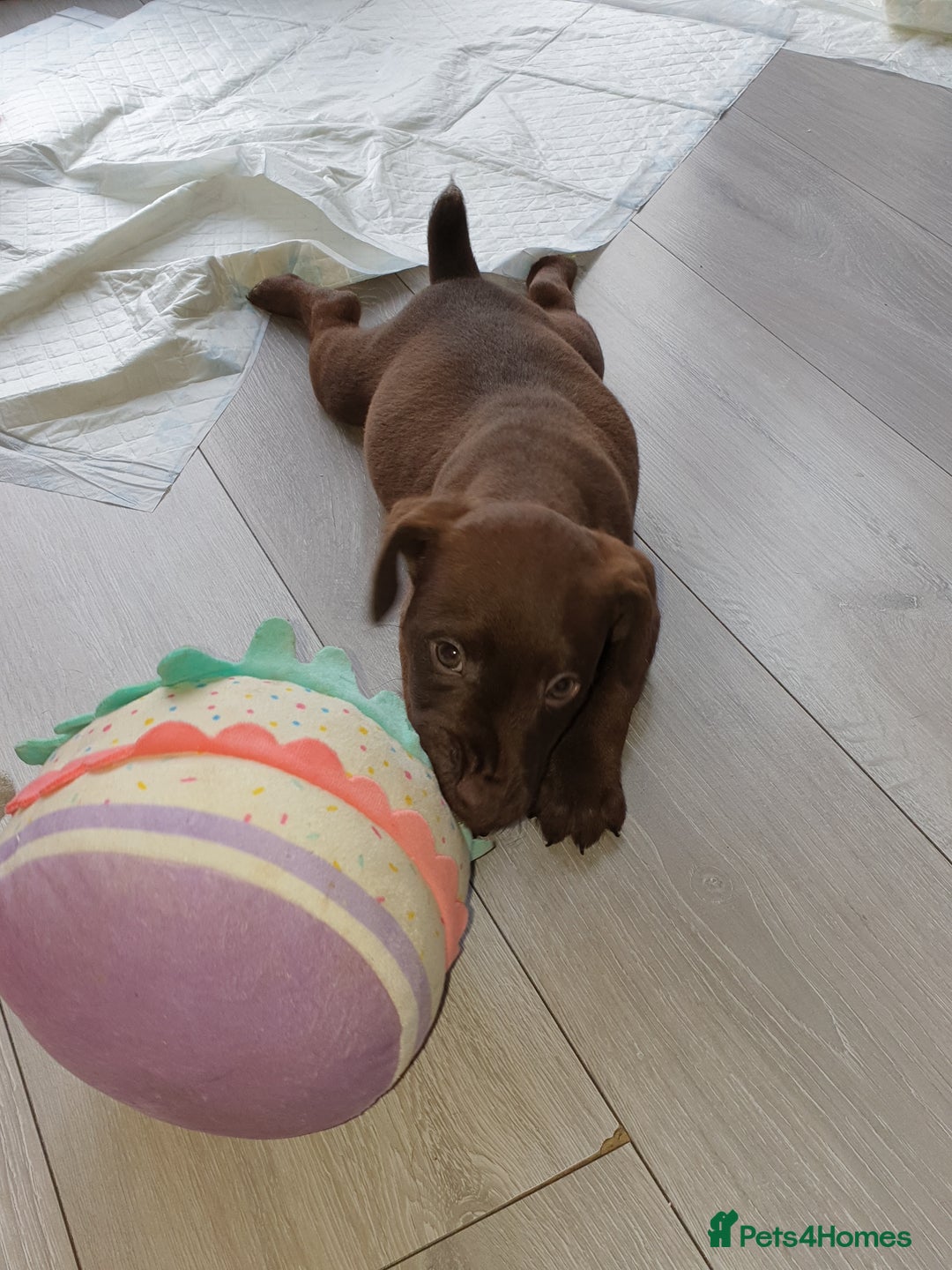Patterdale Terrier dogs for sale: Patterdale terrier puppy ready to leave now  - Advert 2