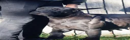 Presa Canario dogs for sale: World class presa canarios  - Advert 2