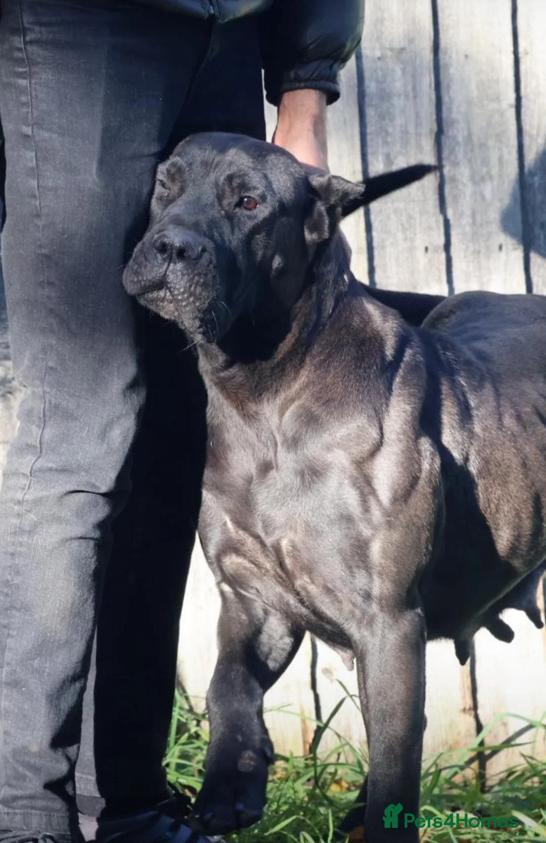 Presa Canario dogs for sale: World class presa canarios  - Advert 2