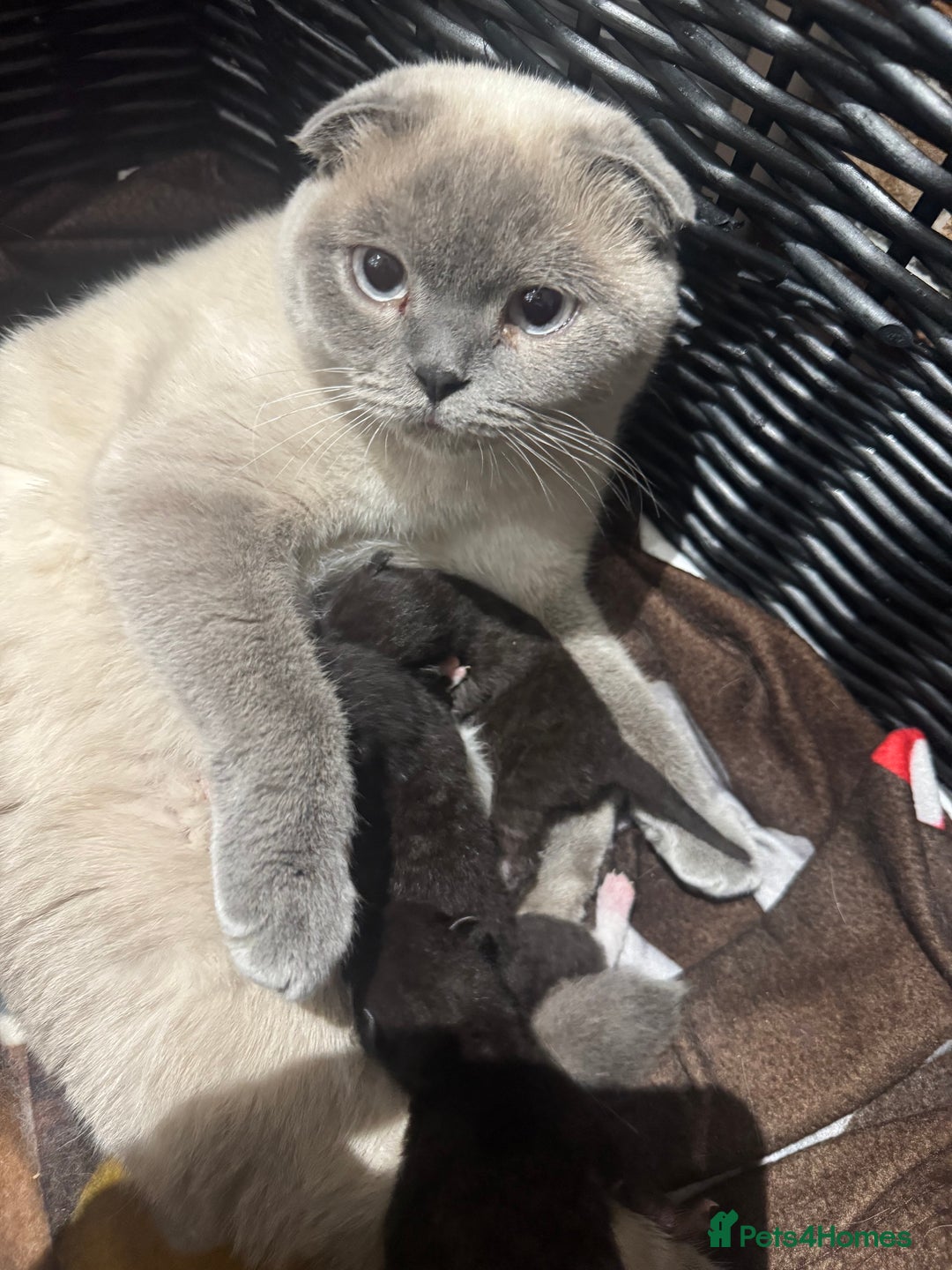 Scottish Fold cats for sale: Scottish fold and straight kitten - Image 16