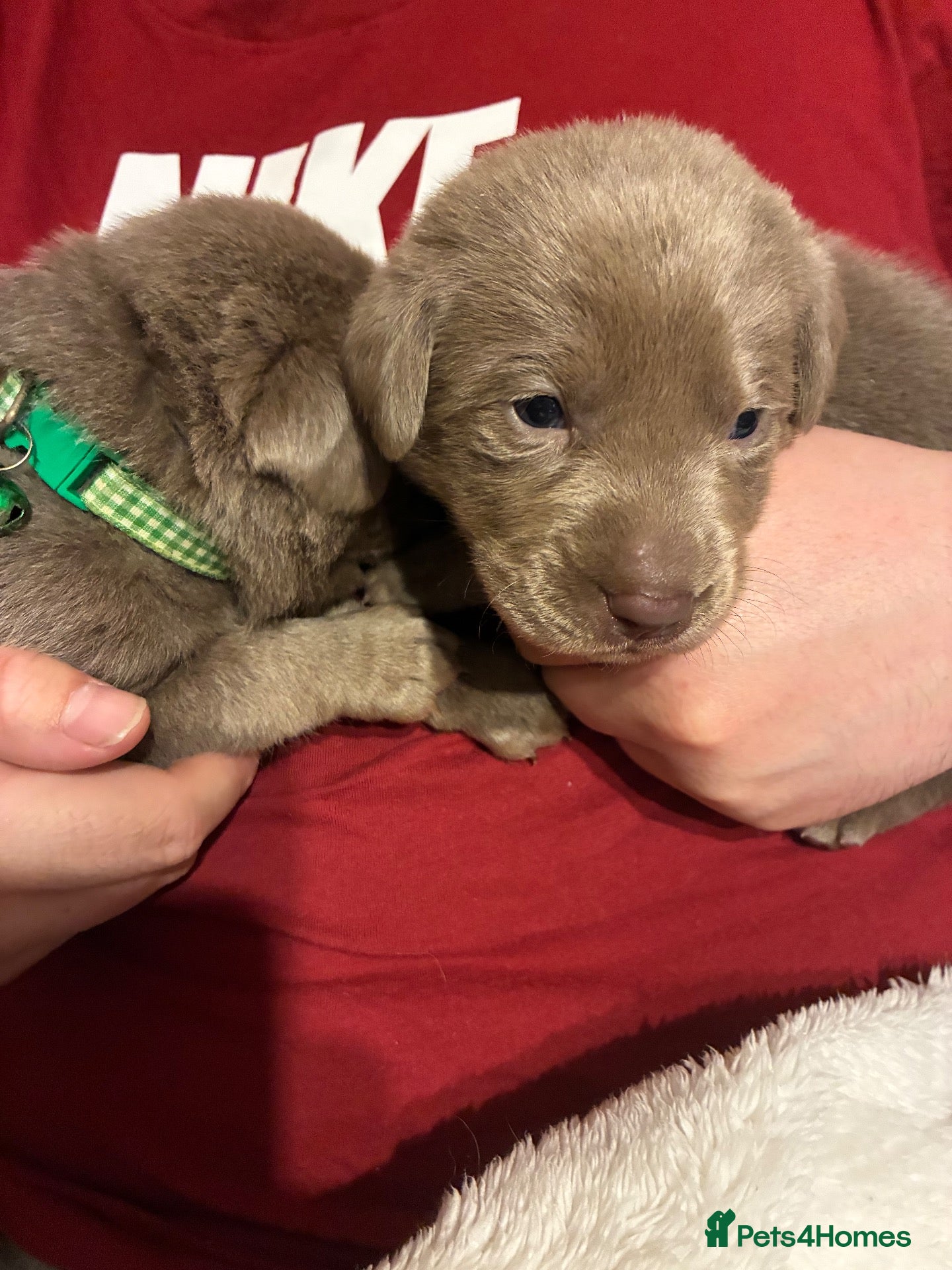 Labrador Retriever dogs Dna clear kc silver labrador pups  - Advert 23