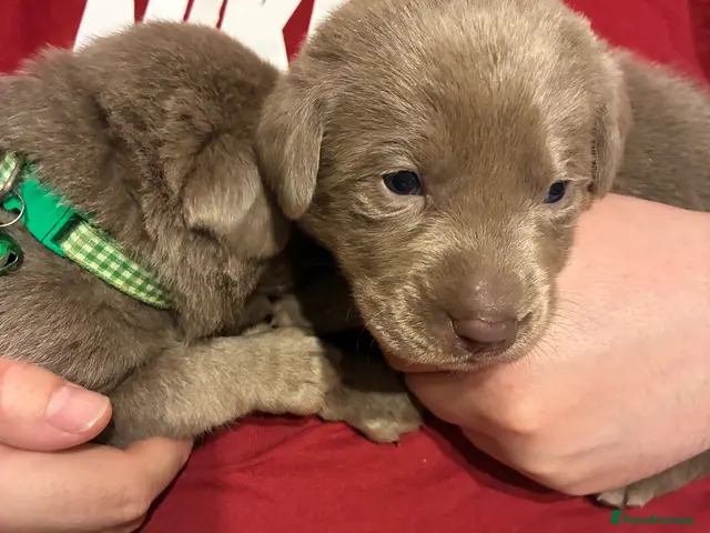 Labrador Retriever dogs Dna clear kc silver labrador pups - Advert 23