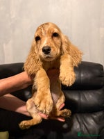 Cocker Spaniel dogs - Advert 15