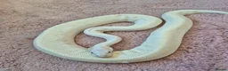Python Snake reptiles for sale: Blue Eyed Leucistic (BEL) Python Ball in Stockport - Advert 7