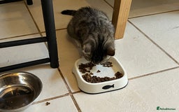 Mixed Breed cats for sale: 4 kittens looking for their forever homes  - Image 4
