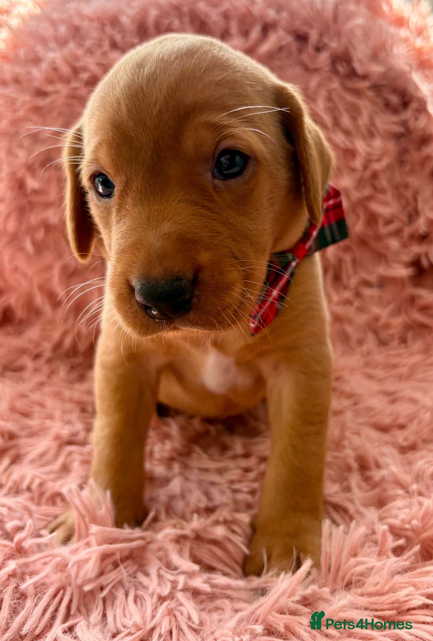 Labrador Retriever dogs KC Reg Labradors from Fully Health tested parents - Advert 2
