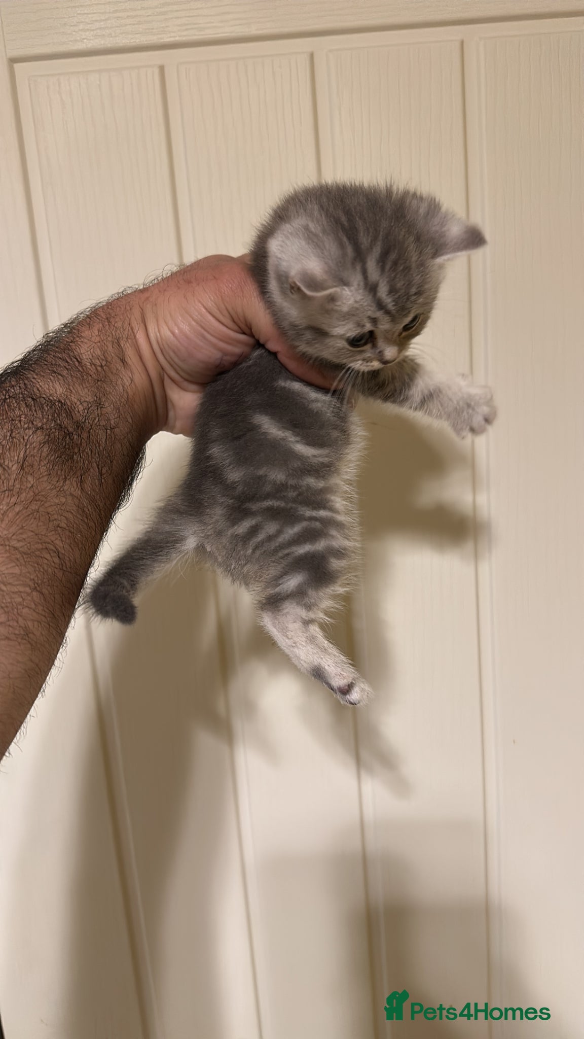British Shorthair cats Pure Silver British Shorthair boy  - Advert 9