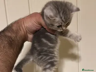British Shorthair cats Pure Silver British Shorthair boy - Advert 9