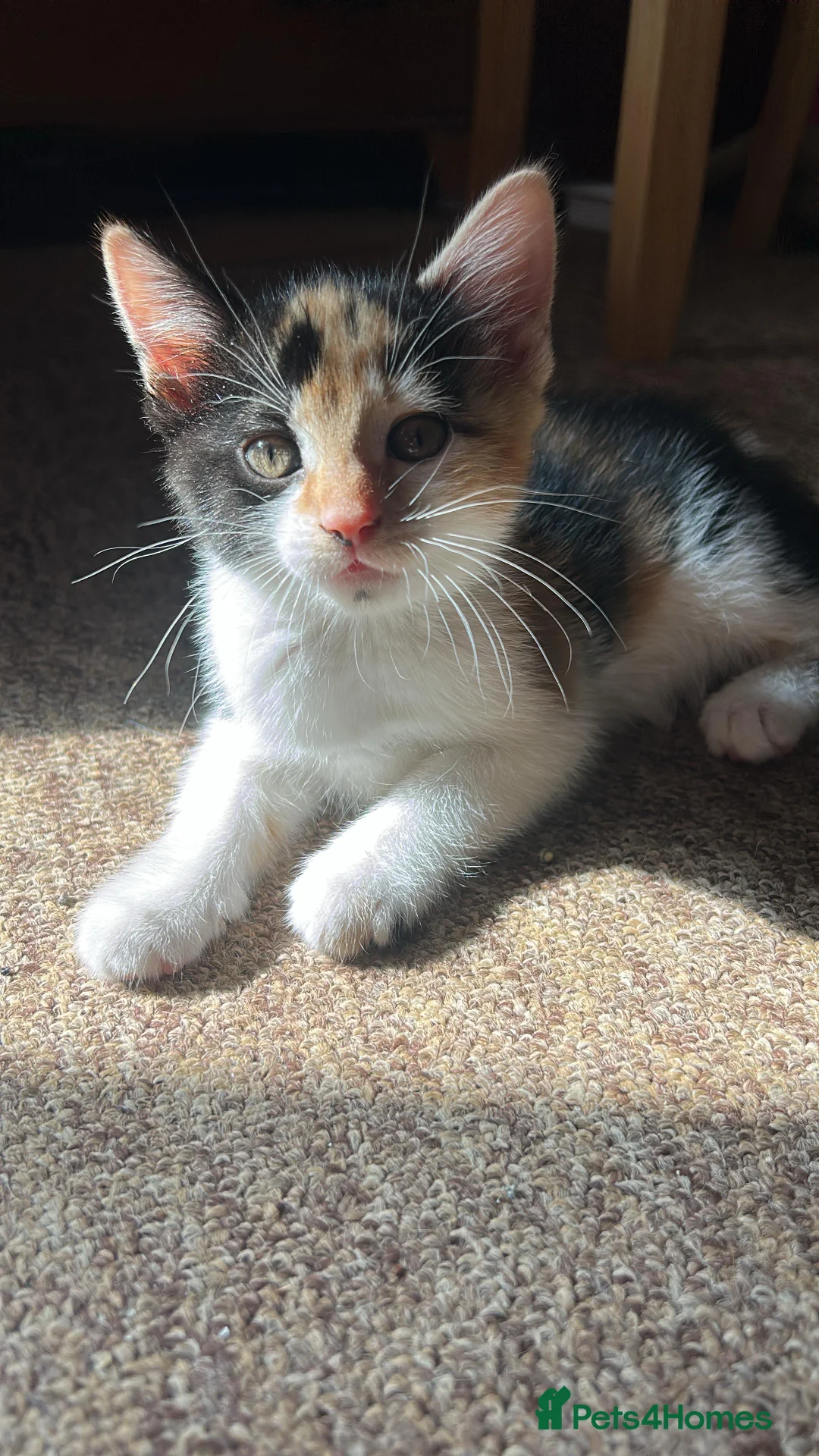 Mixed Breed cats for sale: Cute playful kittens - Advert 6